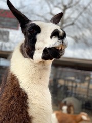 Obraz premium Llama Regal