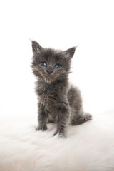 studio portrait of a tiny cute 5 week old blue maine coon kitten sitting on fake fur looking at camera isolated on white background