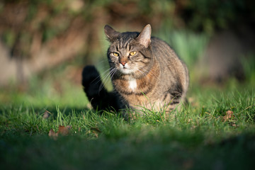 Naklejka na ściany i meble tabby cat resting on grass outdoors in direct sunlight