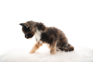 side view studio portrait of a tiny cute 5 week old tricolor maine coon kitten isolated on white background