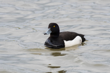 Black duck with white side feathers floating in a lake with grey water