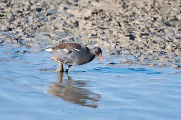 A bird called Eurasian Moorhen looking for food in a city park pond