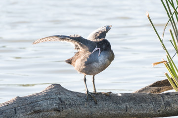 A bird called Eurasian Moorhen perched on a fallen tree branch in a city park pond