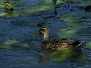 bagno al lago