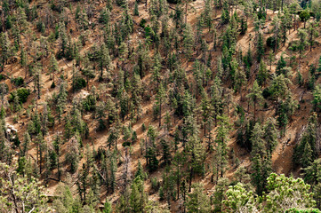 Sierra San Pedro Martir Baja California Mexico pinos y alamos picacho del diablo 