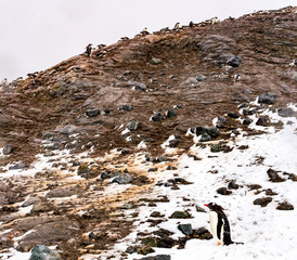 Snowing Gentoo Penguins Rookery Mikkelsen Harbor Antarctica