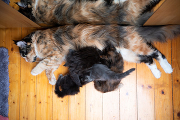 high angle view of a cat mother breastfeeding her maine coon kitten babies