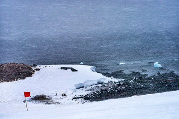 Snowing Gentoo Penguins Highway Mikkelsen Harbor Antarctica