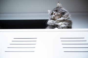 low angle view of a blue maine coon cat sitting on white drawer under tv