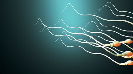 Fertilization, sperm marathon to fertilize the egg