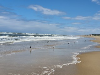 pássaros na beira mar praia