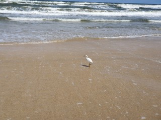 pássaros na beira mar praia