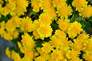 満開の黄色の菊の花