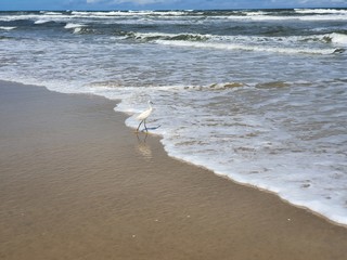 pássaros na beira mar praia