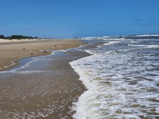 pássaros na beira mar praia