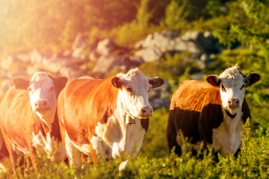 Three cows are grazing outdoors in the forest during golden sunset in the norwegian mountain landscape. Animals and agriculture concept.