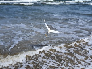 pássaros na beira mar praia