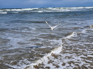 pássaros na beira mar praia