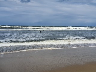 pássaros na beira mar praia