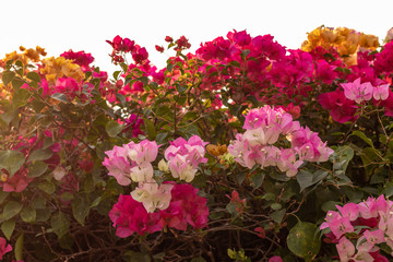 Bougainvillea Many beautiful colors bloom.