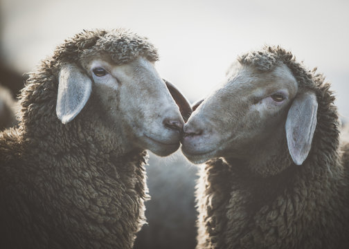 Schafgeschichten