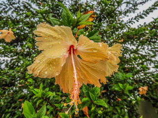 taking advantage of the rain to capture some colorful flowers