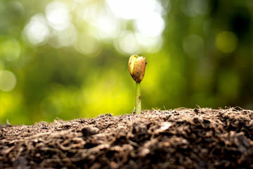 Growing seedlings of fertile soil.