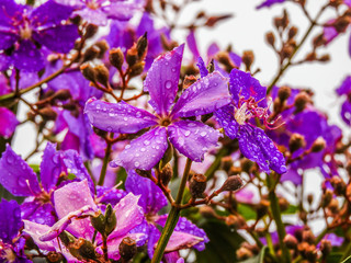 taking advantage of the rain to capture some colorful flowers