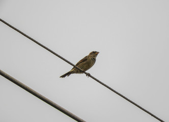 taking advantage of the rain to capture beautiful birds