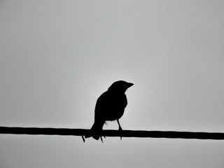 taking advantage of the rain to capture beautiful birds