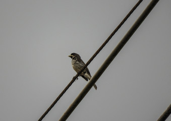 taking advantage of the rain to capture beautiful birds