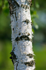 birch trunk in nature. pattern of birch bark with black birch stripes on white
