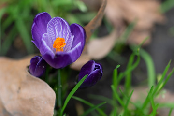 Spring purple striped crocus sativa flower in the park. Easter holiday card background