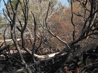 burned, fire, trees, burned lanscape, forest fire