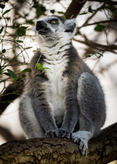 Madagascar Lemurs, big eyes for the camera