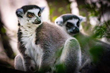 Madagascar Lemurs, big eyes for the camera