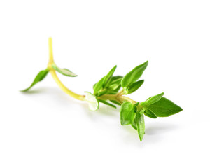 Fototapeta premium sprig of fresh thyme close-up on white background
