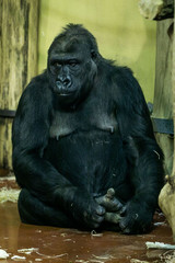 big gorilla sitting in the cage