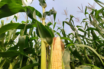 corn with the kernels still attached to the cob on the stalk in organic corn field.