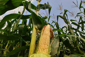 corn with the kernels still attached to the cob on the stalk in organic corn field.