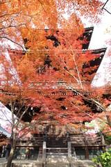 Autumn leaves at Shinshogokuraku-ji(Shinnyo-do) Temple, Kyoto, Japan