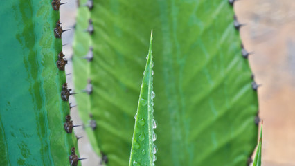 close photograph of pointed bush leaf next to a plant with thorns, both have dew drops and rain