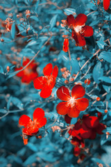 Fototapeta premium natural flowers background