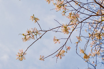 natural flowers background of white mountain ebony tree flowers