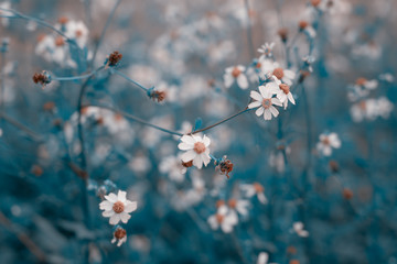 natural flowers background