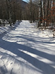 Snowy path in woods