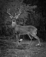 Black and White Buck