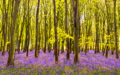Fototapeta na wymiar Sunlight shines through trees in bluebell woods