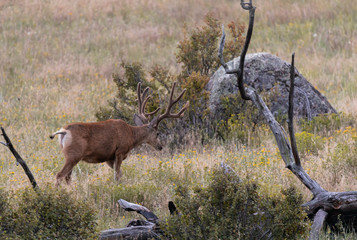 Mule Deer Buck