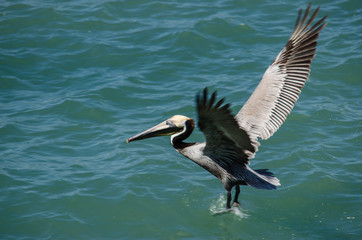 A pelican at full wingspan takes off from the water.